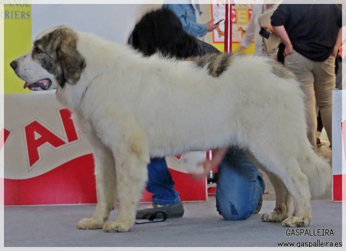 Mastín del Pirineo hembra Xeitosa de Gaspalleira