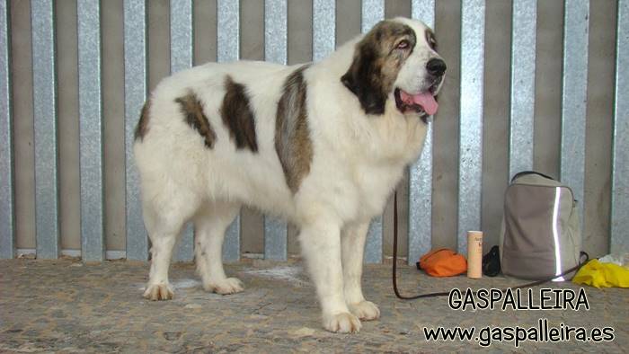 Mastín del pirineo de Gaspalleira campeona de España Asabel Apain, criadores en Galicia