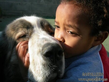 Mastín del pirineo de Gaspalleira y los niños