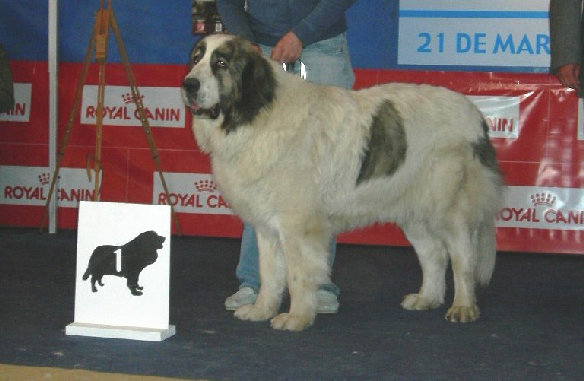 Mastín del pirineo de Gaspalleira campeona de España Asabel Apain, criadores en Galicia