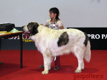 Mastín del pirineo de Gaspalleira campeona de España Asabel Apain, criadores en Galicia