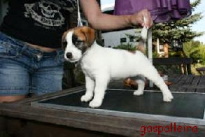 Cachorro de Jack Russell Terrier de Gaspalleira "Pipo", criadores en Galicia