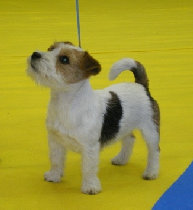 Jack Russell Terrier de Gaspalleira Uli, criadores en Galicia