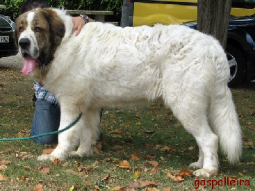 Mastin del pirineo Alejandro de Gaspalleira, criadores en Galicia