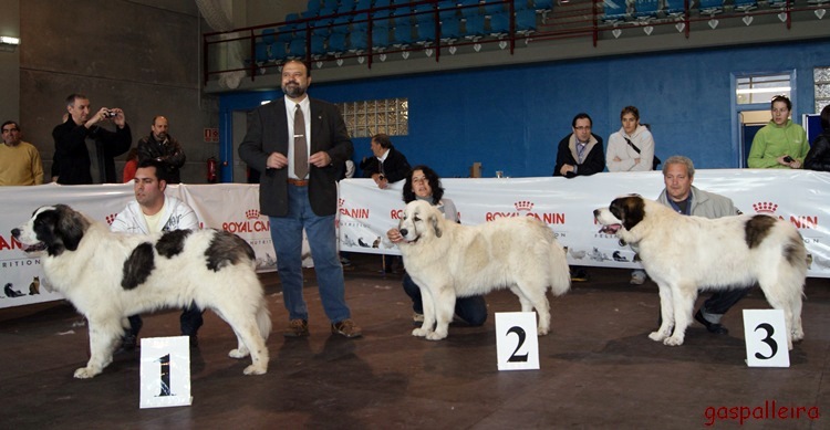 Mastin del pirineo Campeona de España, Amanda de Gaspalleira, criadores en Galicia