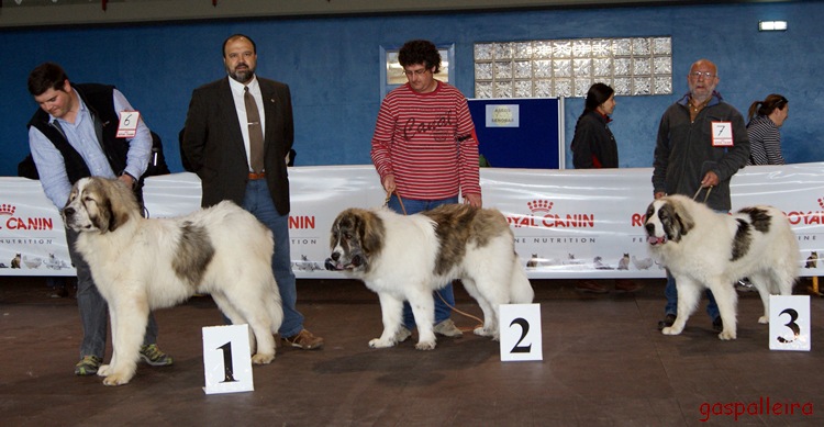 Mastin del pirineo Campeon de España, Asubio de Gaspalleira, criadores en Galicia