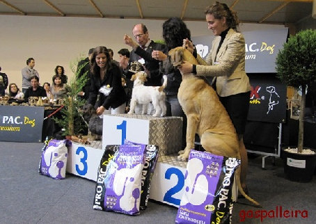 Jack Russell Terrier Bágoa de Gaspalleira, criadores en Galicia
