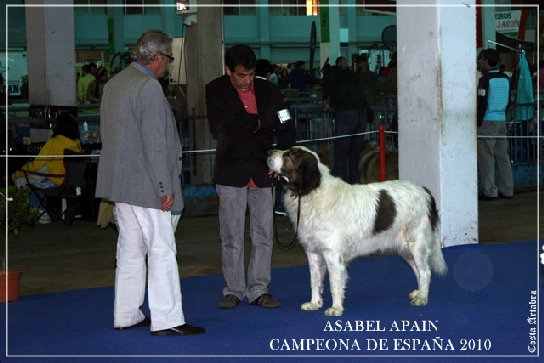 Mastín del Pirineo Campeona de España Asabel Apain, Gaspalleira, criadores en Galicia