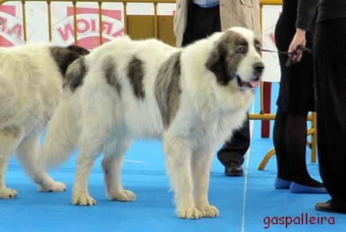 Mastín del pirineo de Gaspalleira campeona de España Asabel Apain, criadores en Galicia