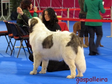 Mastín del pirineo de Gaspalleira campeona de España Asabel Apain, criadores en Galicia