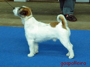 Jack Russell Terrier Quantum Gama Rags Puma, Gaspalleira, criadores en Galicia