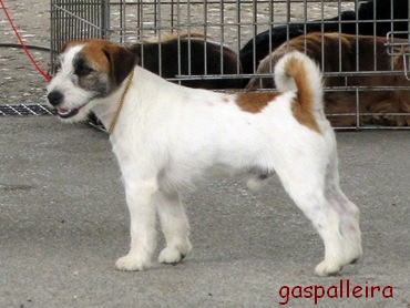 Jack Russell Terrier Quantum Gama Rags Puma, Gaspalleira, criadores en Galicia