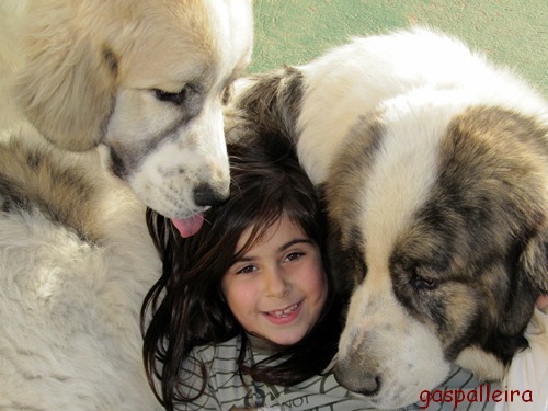 Mastines del Pirineo de Gaspalleira. Mastines y niños