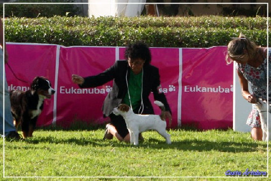 Cachorro de Jack Russell terrier Dulcinea de Gaspalleira, criadores en Galicia
