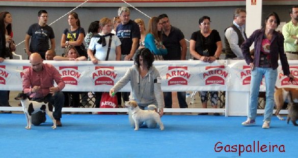 Jack Russell terrier Campeona Bágoa de Gaspalleira, criadores en Galicia