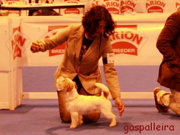 Jack Russell terrier Campeona Bágoa de Gaspalleira, criadores en Galicia