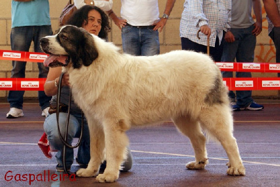 Mastin del pirineo Ch Capeto de Gaspalleira, criadores en Galicia