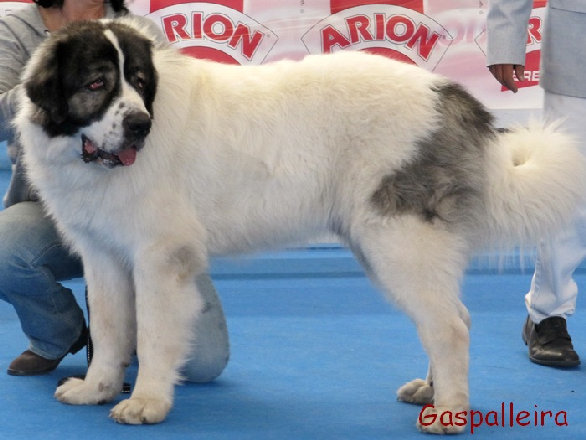 Mastin del pirineo Ch Capeto de Gaspalleira, criadores en Galicia