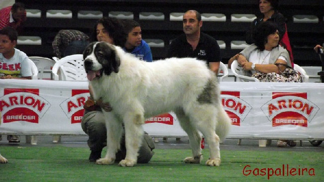 Mastin del pirineo Ch Capeto de Gaspalleira, criadores en Galicia