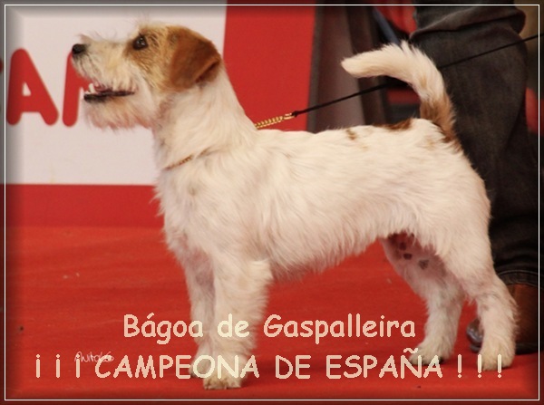 Jack Russell terrier Campeona Bágoa de Gaspalleira, criadores en Galicia