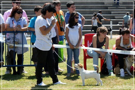 Cachorro de Jack Russell terrier Dulcinea de Gaspalleira, criadores en Galicia