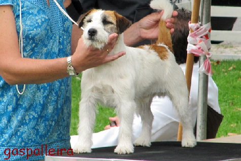 Jack Russell terrier de Gaspalleira Campeon Quantum Gama Rags Puma de Gaspalleira, criadores en Galicia