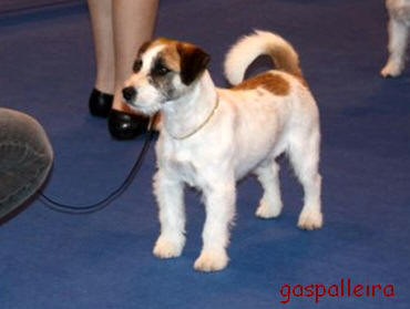 Jack Russell terrier Campeon Quantum Gama Rags Puma, de Gaspalleira, criadores en Galicia