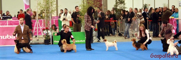 Jack Russell terrier Campeon Quantum Gama Rags Puma, de Gaspalleira, criadores en Galicia