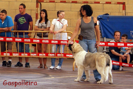 Cachorra de Mastin del pirineo Zoe, Gaspalleira, criadores en Galicia