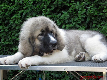 Cachorro de Mastín del Pirineo de Gaspalleira Zoe