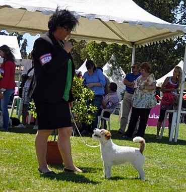 Cachorro de jack russell terrier Dulcinea de Gaspalleira criadores
