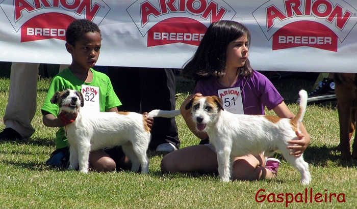 Jack russell terrier ideaoles para niños de criadores Gaspalleira