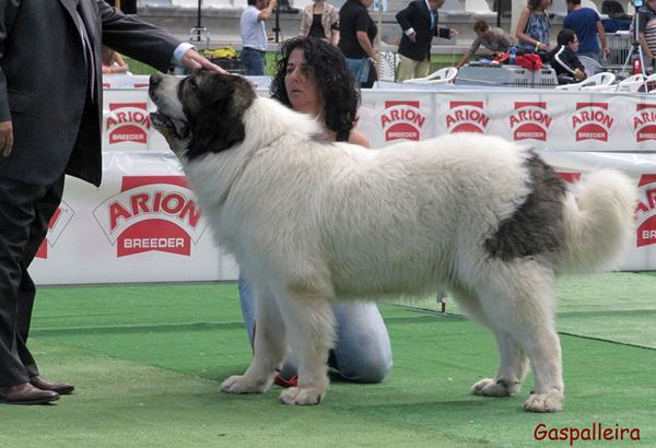 Mastin del Pirineo Campeon de España Capeto de Gaspalleira criadores