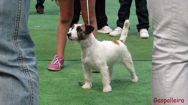 Jack russell terrier Esmorga de Gaspalleira criadores