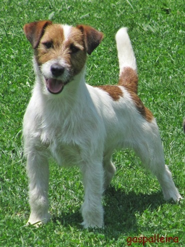 Jack russell terrier, ideales para niños, Lolo, de Gaspalleira, criadores