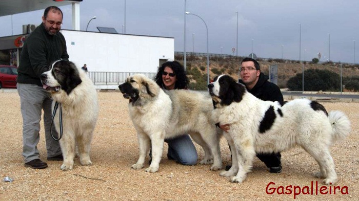 Mastin del Pirineo Campeon de España Capeto de Gaspalleira criadores