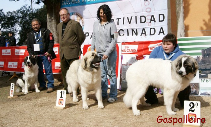 Mastin del pirineo de criadores Gaspalleira