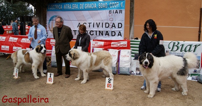 Mastin del Pirineo Campeon de España Capeto de Gaspalleira criadores