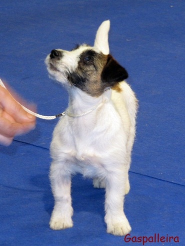 Cachorro de Jack russell terrier, ideales para niños, Esmorga de Gaspalleira, criadores