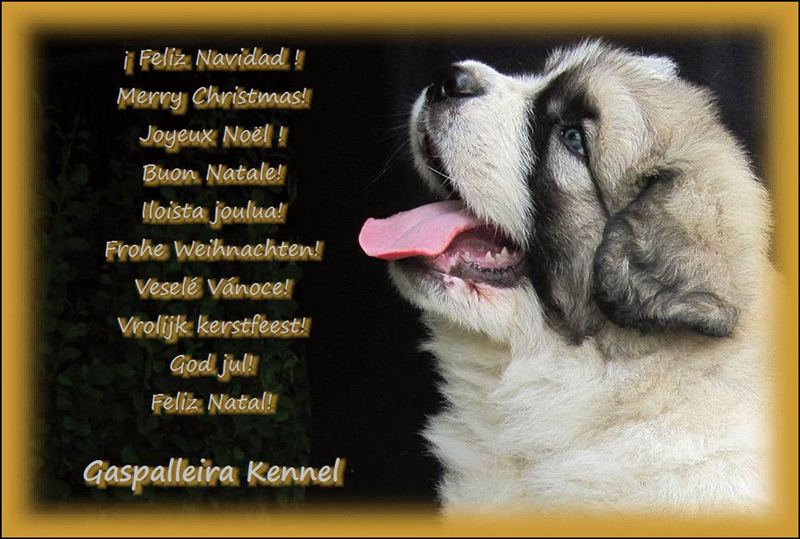 Gaspalleira criadores de mastin del pirineo y jacl russell terrier