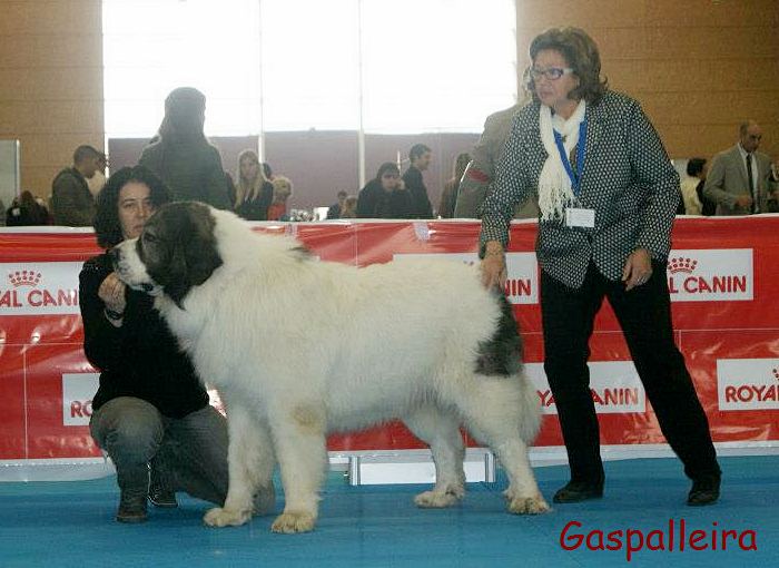 Mastin del Pirineo Campeon de España Capeto de Gaspalleira criadores