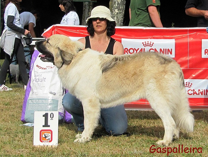 Mastin del pirineo de gaspalleira criadores Zoe