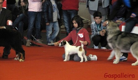 Cachorro de Jack russell terrier, ideales para niños, Esmorga de Gaspalleira, criadores
