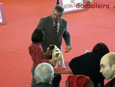Cachorro de Jack russell terrier, ideales para niños, Esmorga de Gaspalleira, criadores