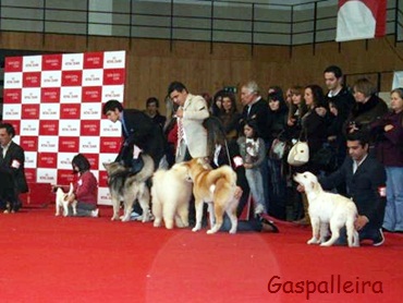 Cachorro de Jack russell terrier, ideales para niños, Esmorga de Gaspalleira, criadores