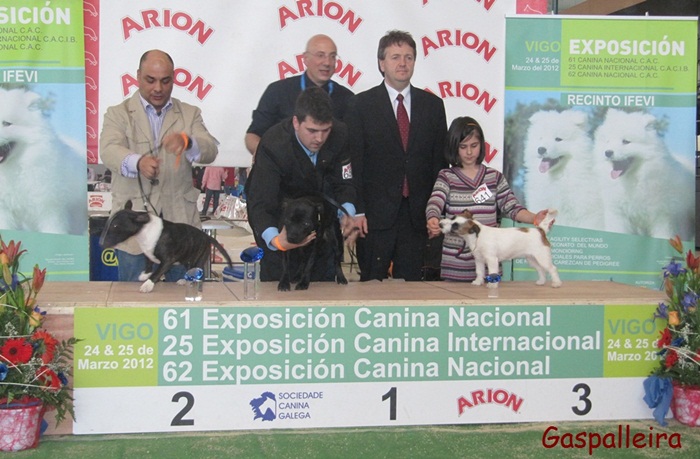 jack russell terrier cachorro Esmorga de Gaspalleira en exposicion canina
