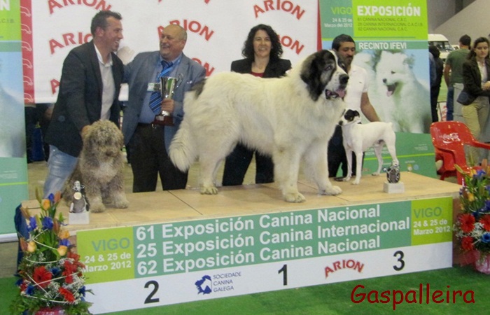 Mastin del Pirineo Campeon de España Capeto de Gaspalleira criadores