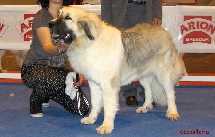 Mastin del pirineo de criadores Gaspalleira, Zoe