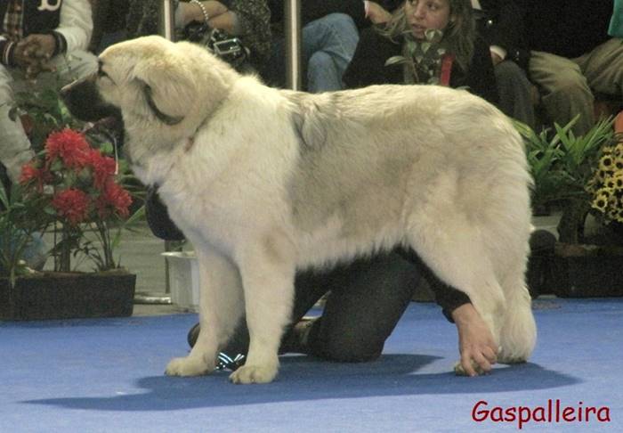 Mastin del pirine, excelente perro de guarda, de criadero en Galicia Gaspalleira