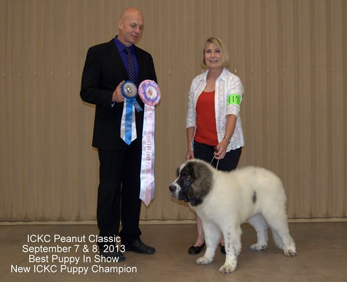 Cachorro de Mastin del Pirineo Jillian de Gaspalleira, criadores